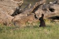 1201-1906 Namadgi black rabbit (1060264)